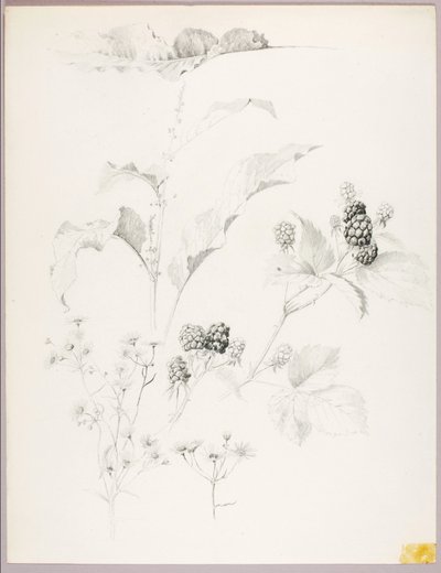 Sans titre (marguerites et mûres) - George Elbert Burr