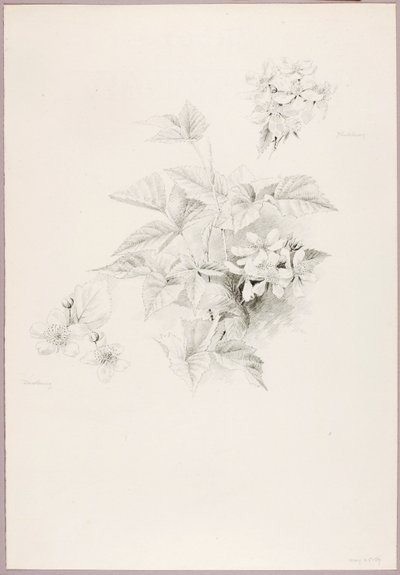 Sans titre (fraises et mûres) - George Elbert Burr