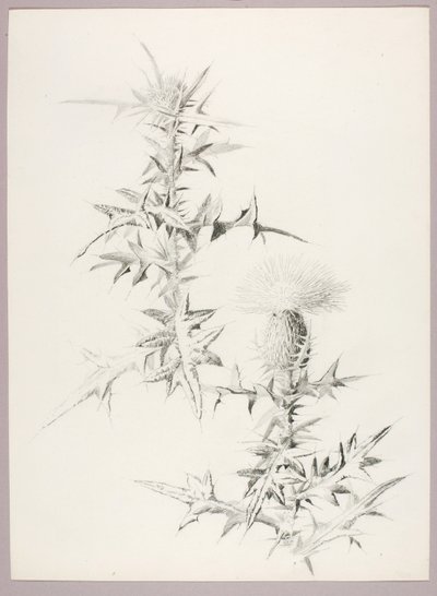 Sans titre (Chardon) - George Elbert Burr