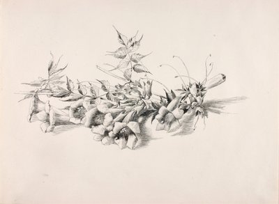 Sans titre (Campsis Radicans) - George Elbert Burr