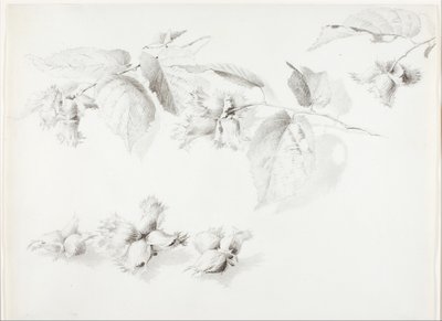 Sans titre (Noisette sauvage, Corylus Americana) - George Elbert Burr