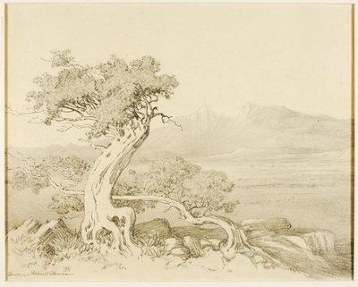 Sans titre (dessin de transfert pour Old Cedars et Spanish Peaks) - George Elbert Burr