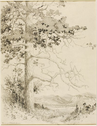Sans titre (dessin de transfert pour Old Pine, Estes Park) - George Elbert Burr
