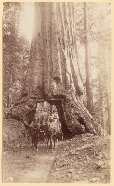Wawona. montrant le stade de l