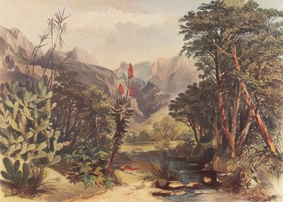 Kloof de Bavian - George French Angas