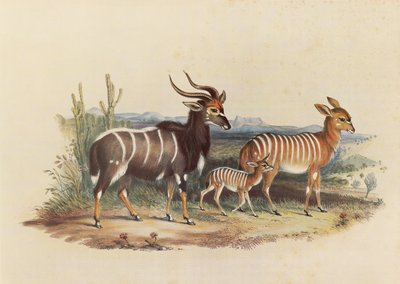 Le Nyala - George French Angas