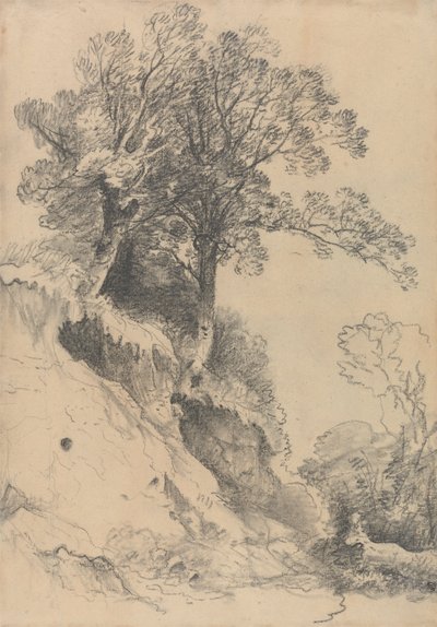 Arbres sur une Berge Érodée - George Frost