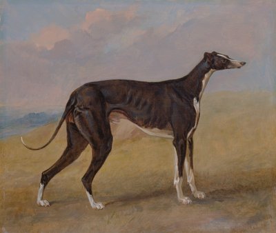 Turk, un lévrier, propriété de George Lane Fox - George Garrard