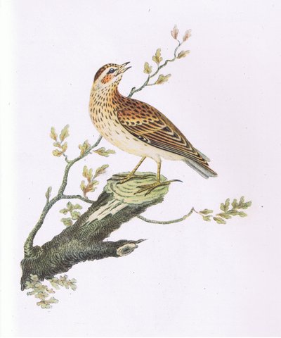 Alouette lulu, Nature en Grande-Bretagne publiée par Collins - George Graves