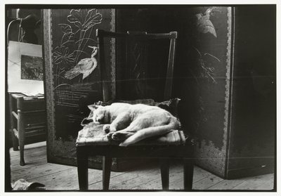 Chat sur une chaise dans l