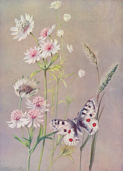 Astrantia major, A minor, et le Papillon Apollo - George Jackson Flemwell