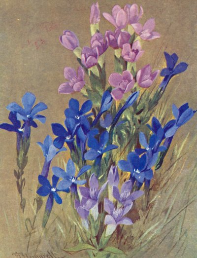 Gentiana campestris et Gentiana bavarica - George Jackson Flemwell
