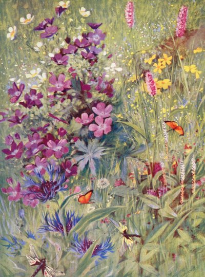 Geranium sylvaticum, Potentilla rupestris, Centaurea montana, la Bistorte rose, la petite Bistorte alpine, peintes sur place dans les champs au début de juillet - George Jackson Flemwell