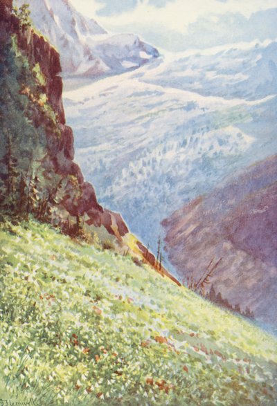 Le Lys du Paradis (Paradisia Liliastrum) près du Glacier de Trient vers la mi-juin - George Jackson Flemwell