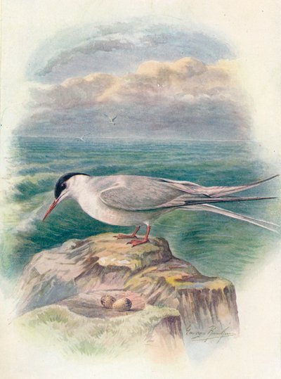 Sterne arctique - Sterna macrura - George James Rankin