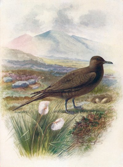 Labbe arctique ou Labbe de Richardson - Stercorarius crepidalus - George James Rankin