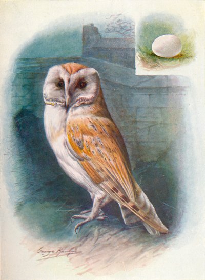 Chouette effraie - Strix flammea - George James Rankin