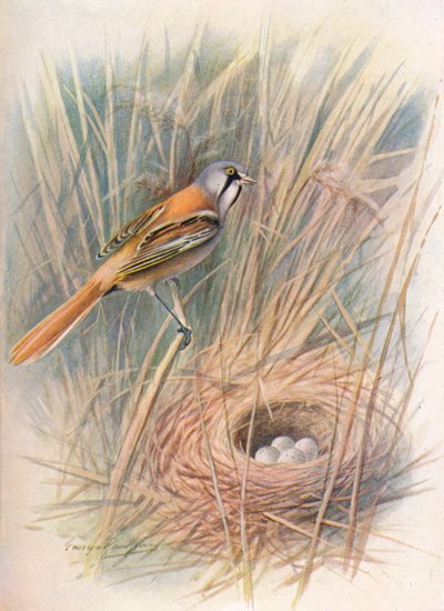 Mésange à moustaches ou Panure à moustaches - Panurus biarmicus, vers 1910, 1910 - George James Rankin