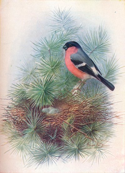 Bouvreuil - Pyrrhua europaea, vers 1910 - George James Rankin