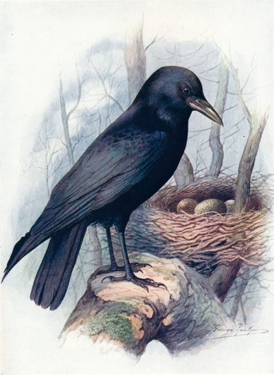 Corneille noire - Corvus corone, c1910, 1910 - George James Rankin
