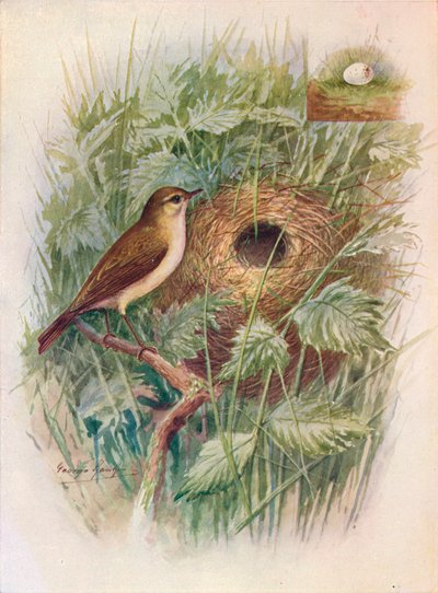 Pouillot véloce - Phylloscopus rufus, vers 1910 - George James Rankin