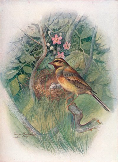 Bruant zizi - Emberiza cirlus, vers 1910 - George James Rankin