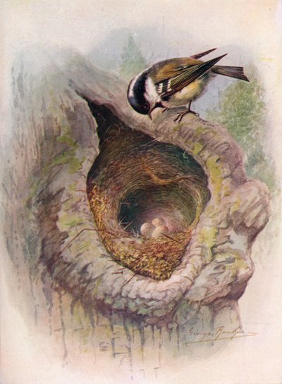 Mésange charbonnière - Parus ater, vers 1910 - George James Rankin