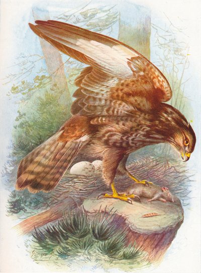Buse variable - Buteo vulgaris - George James Rankin