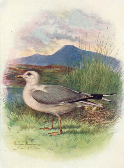 Goéland cendré - Larus canus, vers 1910 - George James Rankin