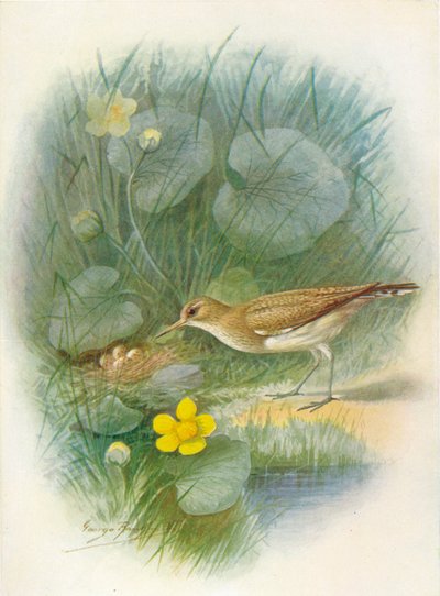 Chevalier guignette - Totanus hypoleucus, vers 1910 - George James Rankin