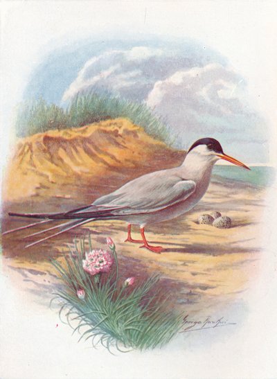 Sterne pierregarin - Sterna fluviatilis, vers 1910 - George James Rankin