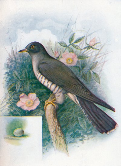 Coucou - Cuculus canorus, c1910 - George James Rankin