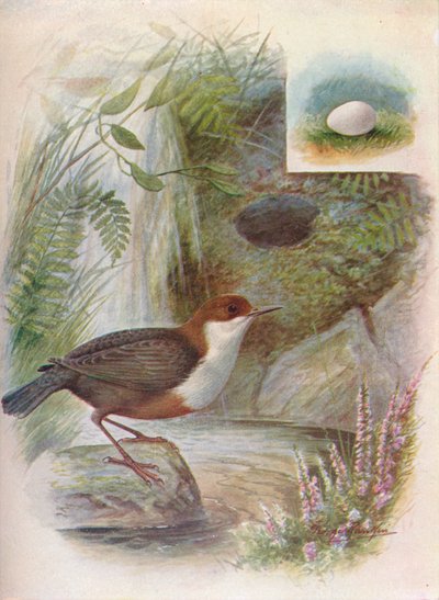 Cincle plongeur - Cinclus aquaticus, vers 1910 - George James Rankin