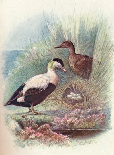 Eider - Somateria mollissima - George James Rankin