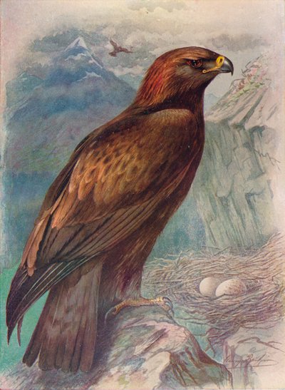 Aigle royal - Aquila chrysaetus, vers 1910 - George James Rankin