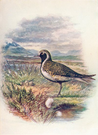 Pluvier doré - Charadrius pluvialis, vers 1910 - George James Rankin