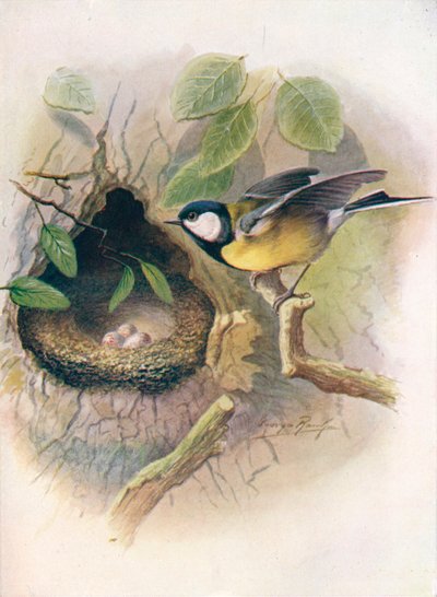 Mésange charbonnière - Parus major - George James Rankin