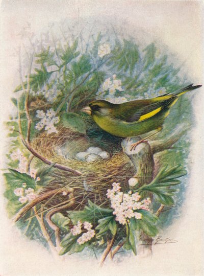 Verdier - Ligurinus chloris, vers 1910, 1910 - George James Rankin