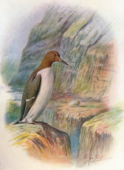 Guillemot - Uria troile, c1910 - George James Rankin