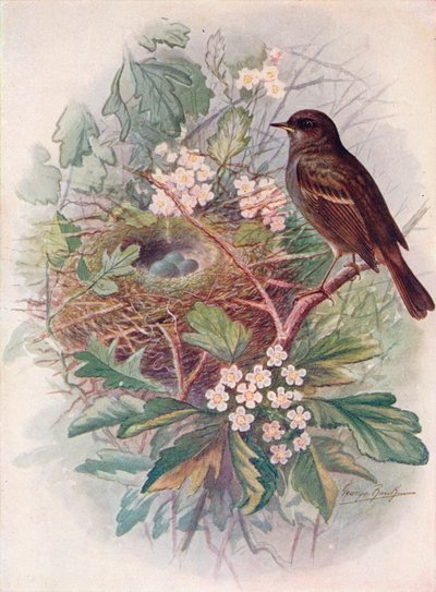 Accenteur mouchet - Accentor modularis, vers 1910 - George James Rankin