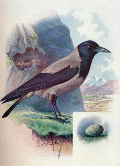 Corneille mantelée - Corvus cornix, c1910, 1910 - George James Rankin