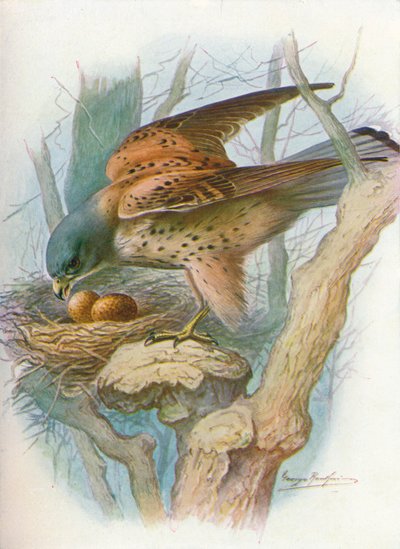 Faucon crécerelle - falco tinnunculus, vers 1910 - George James Rankin