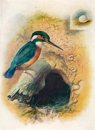 Martin-pêcheur - Alcedo ispida, vers 1910 - George James Rankin