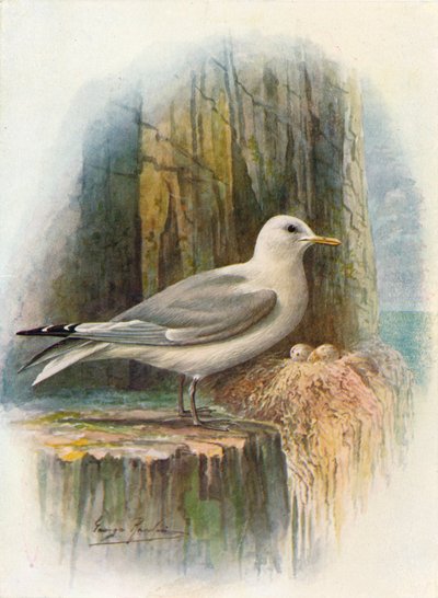 Mouette tridactyle - Rissa tridactyla, vers 1910 - George James Rankin
