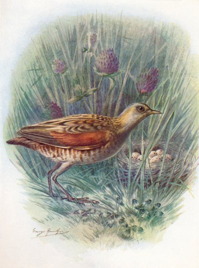 Râle des genêts - Crex pratensis, c1910 - George James Rankin