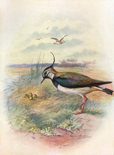 Vanneau huppé ou Pluvier - Vnellus vulgaris, vers 1910 - George James Rankin