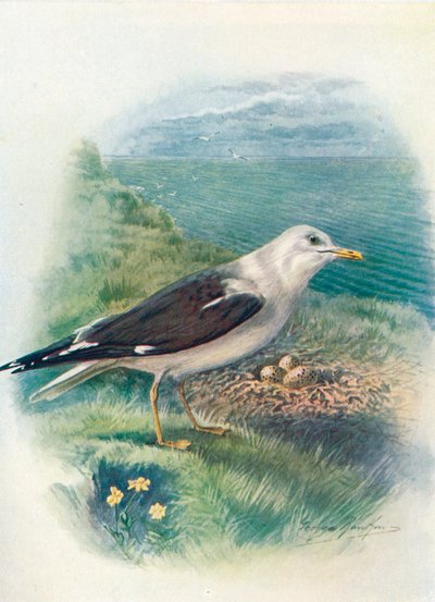 Goéland brun - Larus fuscus, vers 1910, 1910 - George James Rankin
