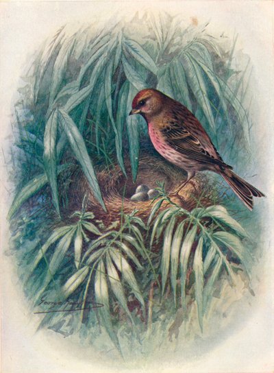Lesser Redpoll - Linota rufescens, vers 1910, 1910 - George James Rankin