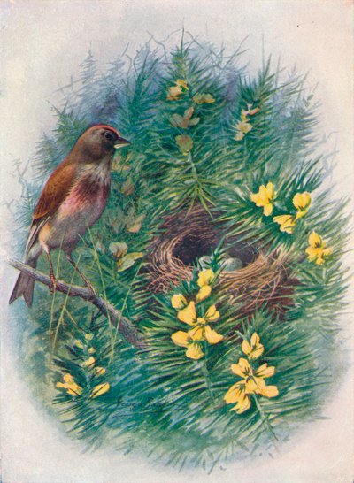 Linotte - Linota cannabina, 1910 - George James Rankin