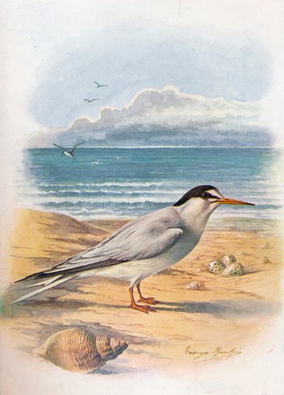 Petite Sterne - Sterna minuta - George James Rankin
